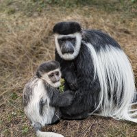 Колобус :: SanSan 