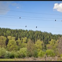 Скворцы прилетели :: **** vedin