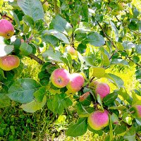 Кончается август :: Елена Кончается август :: Елена