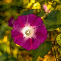 Ипомея :: Игорь Сикорский Ипомея :: Игорь Сикорский