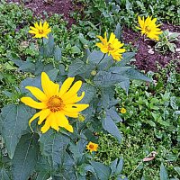 Цветы. :: Владимир Драгунский