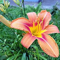 Цветы. :: Владимир Драгунский