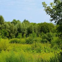 Алатырь. Ивы в пойменной роще реки Алатырь. :: Пётр Чернега Алатырь. Ивы в пойменной роще реки Алатырь. :: Пётр Чернега