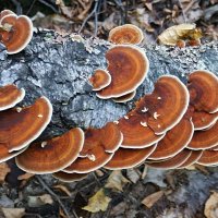 Гриб траметес разноцветный :: Андрей Заломленков