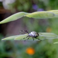 Паук оса. :: сергей ермошкин Паук оса. :: сергей ермошкин