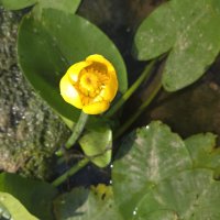 Кувшинка :: Екатерина Лазуренкова