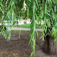 ,,, :: Сергей Тимоновский