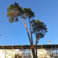 Сосна три в одном :: Любимова Ольга 