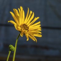 Солнечный  цветок Топинамбур :: Валентин Семчишин