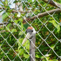 ШЕЙКА_ЧТО_НАДО :: Сергей Янович Микк