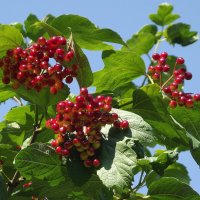 Калина :: Freddy 97