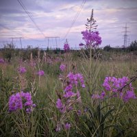 Забытой тропой :: liudmila drake