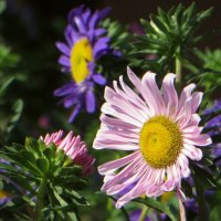 Зацвели астры, а значит скоро в школу :: Татьяна Смоляниченко Зацвели астры, а значит скоро в школу :: Татьяна Смоляниченко