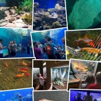 " :: Светлана Хращевская