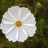 Белое солнце (так и хочется сказать "пустыни") :: Светлана 