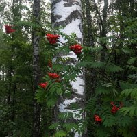 Наша русская природа придает нам силы. Ах, рябина, ах, берёза - символы России.. :: Люба Наша русская природа придает нам силы. Ах, рябина, ах, берёза - символы России.. :: Люба