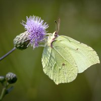 *** :: Aleksey Afonin