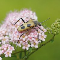 Лето, время насекомышей. :: Евгений Седов Лето, время насекомышей. :: Евгений Седов