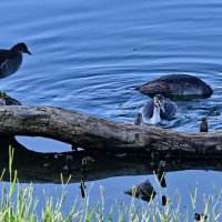 На городском озере... :: Николай Саржанов На городском озере... :: Николай Саржанов