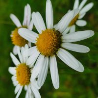 Любит, не любит :: Aleksandra Chochaeva