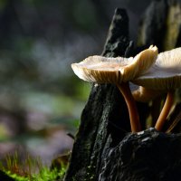 Старики :: Геннадий Супрун