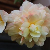 нежность :: Ирина Лесиканич