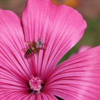 В розовом) :: Ирина Лесиканич