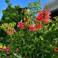 ЛЕТНИЙ   ЭТЮД (1) :: Анатолий Малобродский