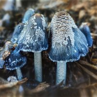 На мусорной куче :: AZ east3