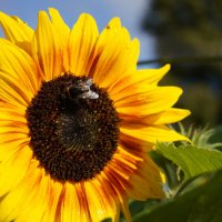 Солнечный цветок :: Сергей Ц