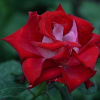 *** :: Надежда Куркина 