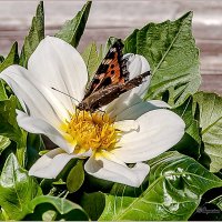 Про июль :: Aquarius - Сергей Про июль :: Aquarius - Сергей