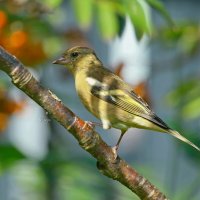 зяблик шагает ( самочка ) :: Andrey Bragin зяблик шагает ( самочка ) :: Andrey Bragin