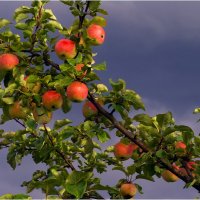 Яблочный спас :: Валентин Котляров