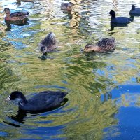 Утки и лысухи :: Сапсан 