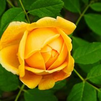 О красоте цветов. :: Милешкин Владимир Алексеевич 