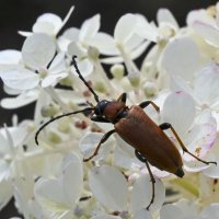 * :: Осень * :: Осень