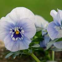 Анютины глазки :: Светлана Ищенко