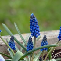 Мускари :: Светлана Ищенко