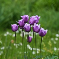 Весна в Ботаническом... Май. :: Наташа *****