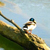 На  завалинке :: Валентин Семчишин