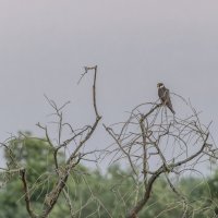 сокол :: юрий макаров сокол :: юрий макаров