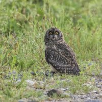 сова болотная :: юрий макаров сова болотная :: юрий макаров