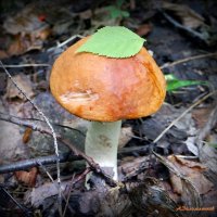 Охота на красную шапочку..:-) :: Андрей Заломленков Охота на красную шапочку..:-) :: Андрей Заломленков