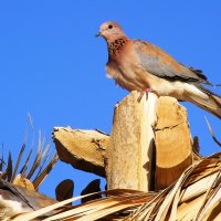 Горлинка :: kolyeretka 