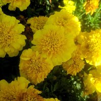 Солнечные :: Елена Семигина