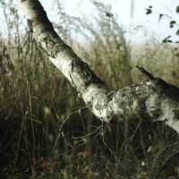 Березка :: Валентина 