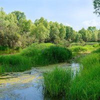 Пойма реки Обь :: Дмитрий Конев