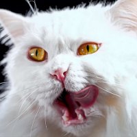 Анатолийская кошка :: Aleksey Afonin Анатолийская кошка :: Aleksey Afonin