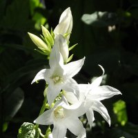 Колокольчики :: Freddy 97